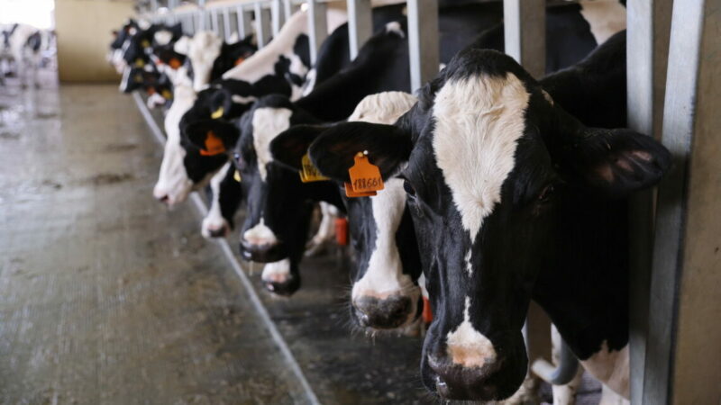 На Дону в 2025 году произвели на 8,6% меньше молока