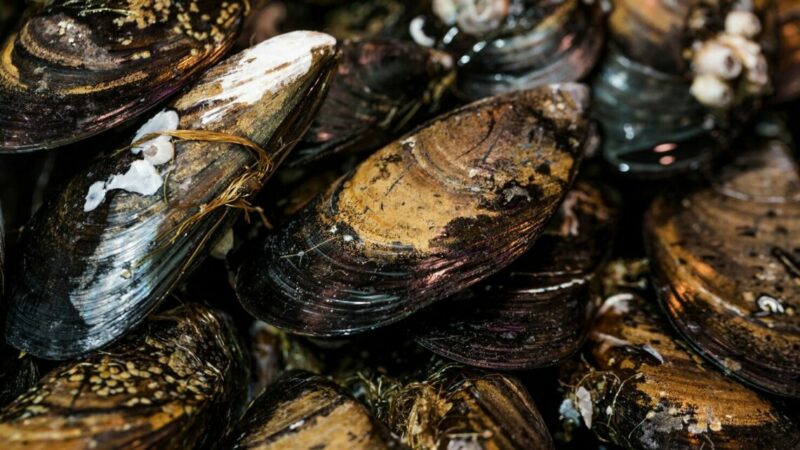Импорт морепродуктов на Кубань в 2025 году вырос на 20%