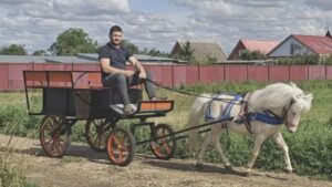Маленькие лошади, большие достижения: как фермер на юге разводит редких пони