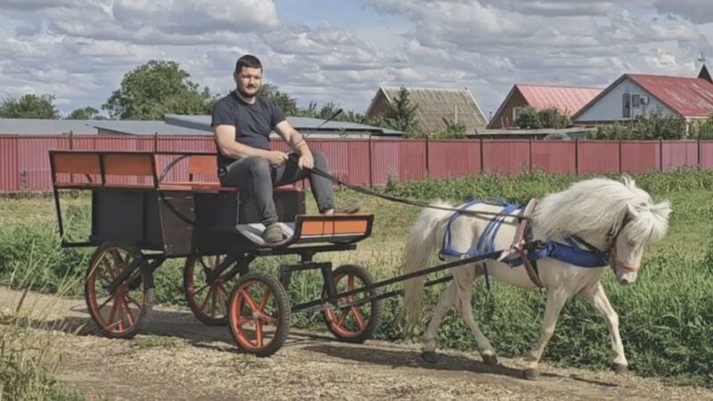 Маленькие лошади, большие достижения: как фермер на юге разводит редких пони