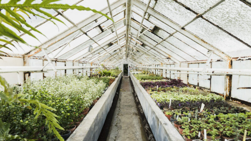 Тепличный комплекс «Южный» на Дону модернизируют до конца 2026 года