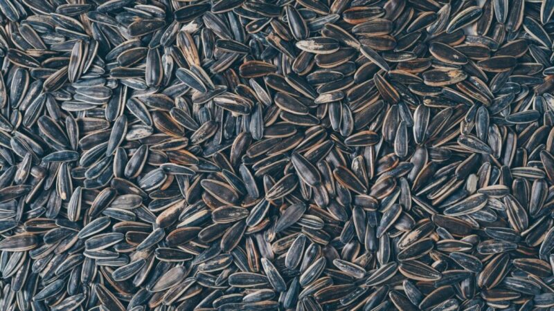 Ученые КубГУ предложили получать химреактивы из зерноотходов