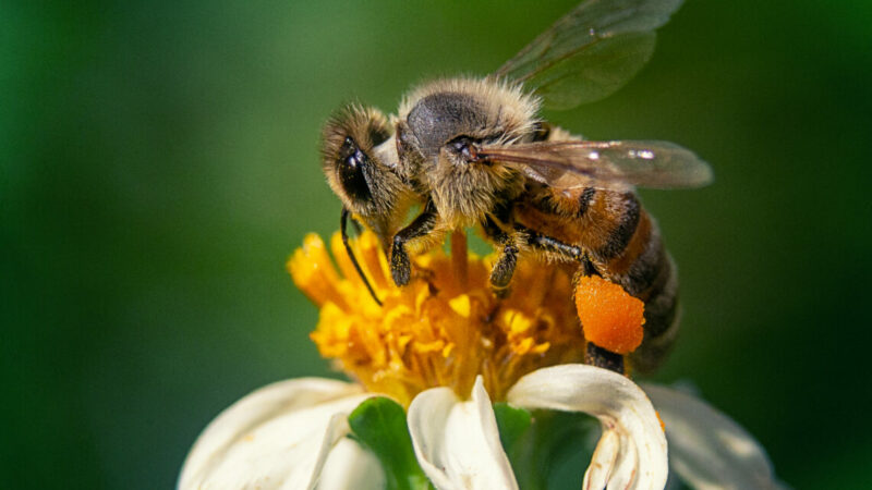 В донском тепличном комплексе «Ольгинский» импортозаместят шмелей