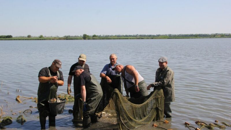 Традиции рыбоводства
