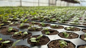 От жарки кофе до выращивания цветов: как живут креативные индустрии на Дону