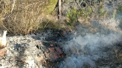 Лесной пожар под Анапой ликвидировали