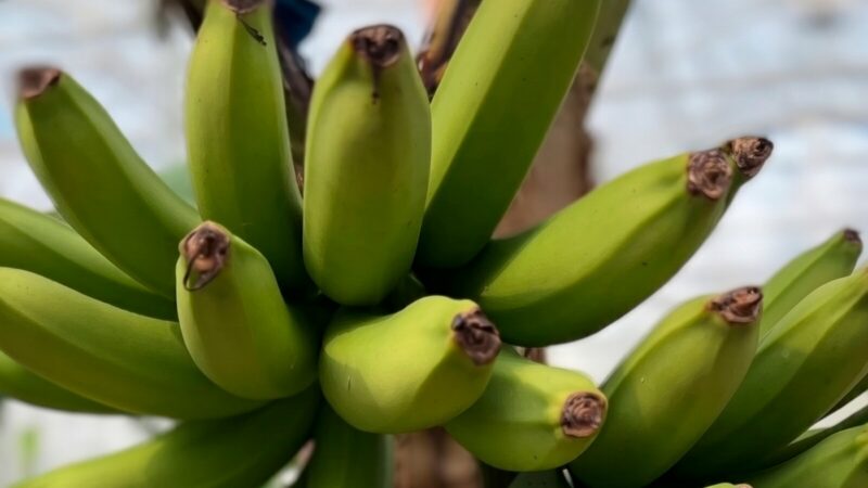 Первый урожай российских бананов получили в Сочи