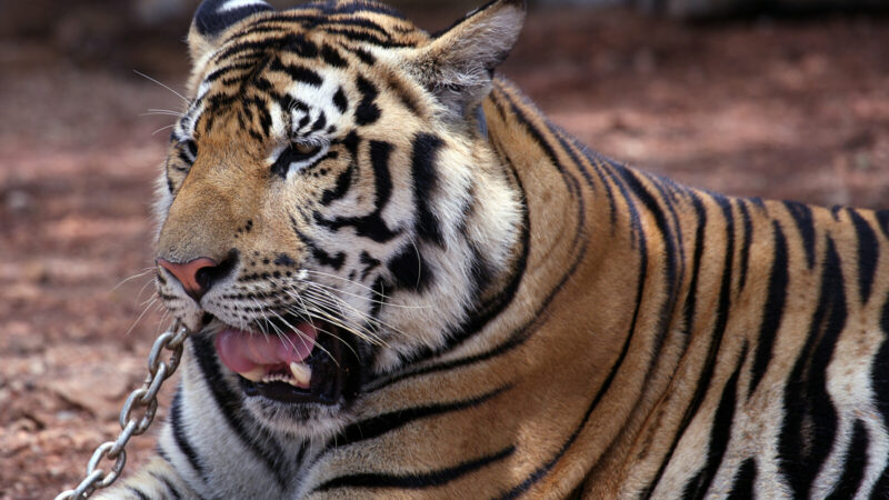 В Ростове из-за тигра выпрыгнувшего из манежа никто не пострадал