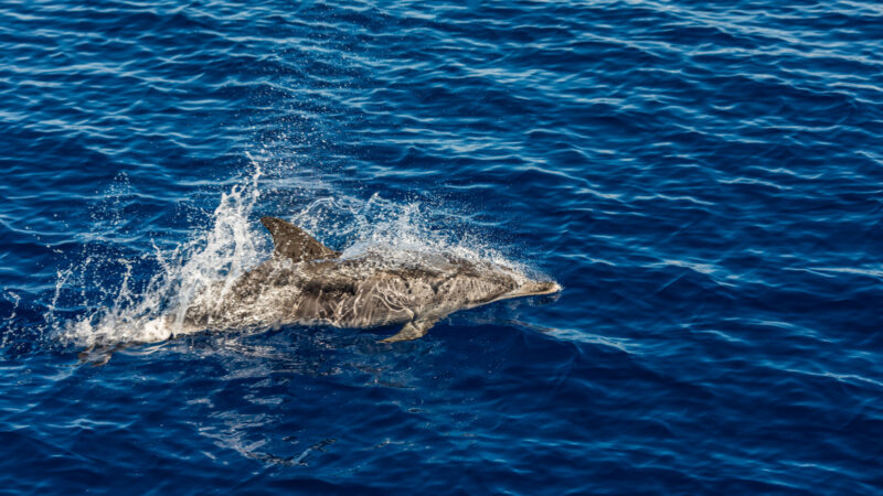 Стационар для помощи дельфинам откроют в Анапе к началу июня 2026 года