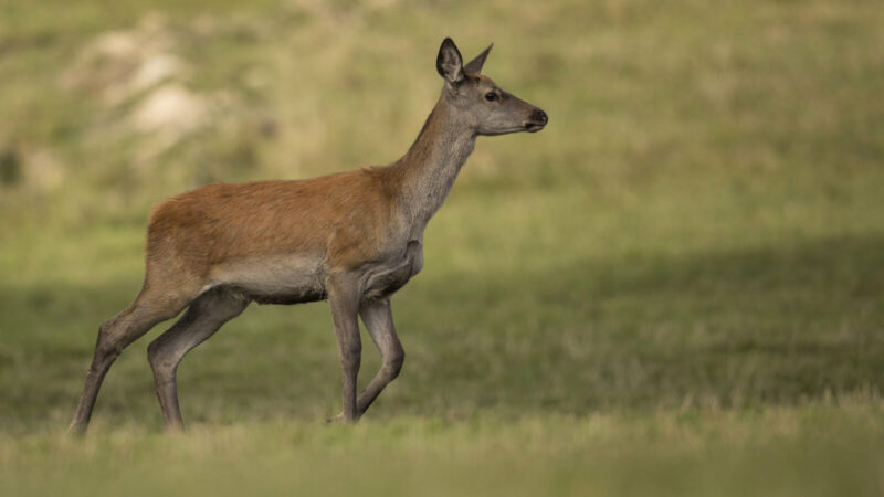 Сафари-парк «Придонье» в Ростовской области начнет работать в августе 2026 года