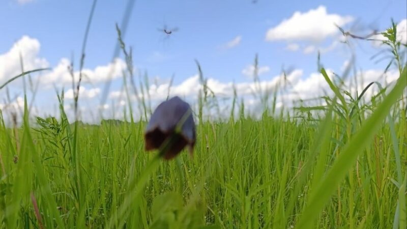 В Ростовской области зарегистрирован случай Крымской геморрагической лихорадки