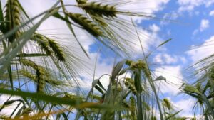 На Кубани после первых проб 80% урожая пшеницы признали продовольственным