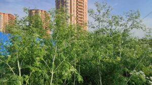Летняя аллергия: как распознать и как вылечить