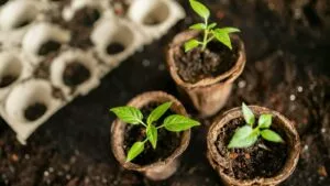 Золотые семена Кубани: как селекционеры укрепляют агропром
