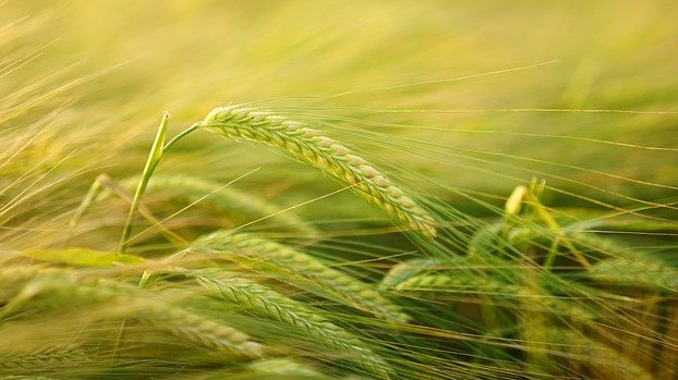 Казачьи предприятия Кубани в 2021 году увеличили производство сельхозпродукции на 23%