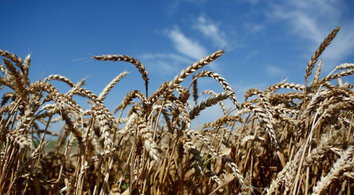 На Кубани в 2022 году урожай зерновых остался на уровне прошлого года