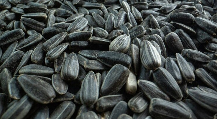 На Кубани к 2024 году планируют запустить завод по выпуску семян подсолнечника