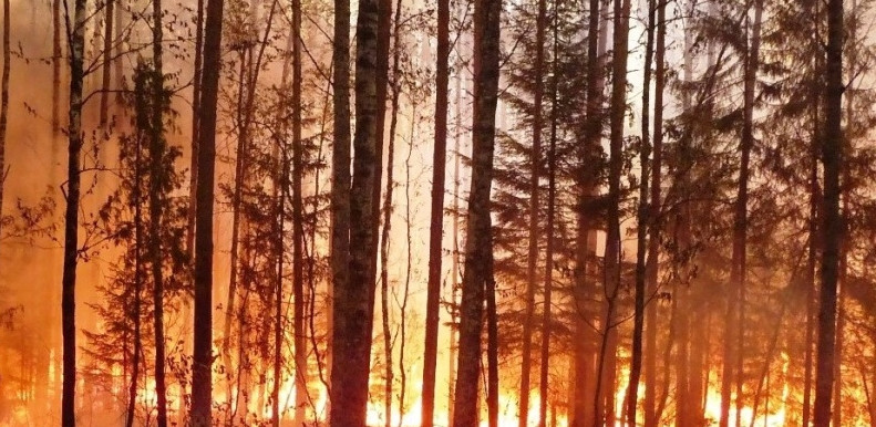 Чрезвычайную пожароопасность на Кубани прогнозируют до 25 июля