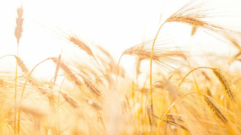 Краснодарский край собрал рекордные 1,25 млн тонн ячменя