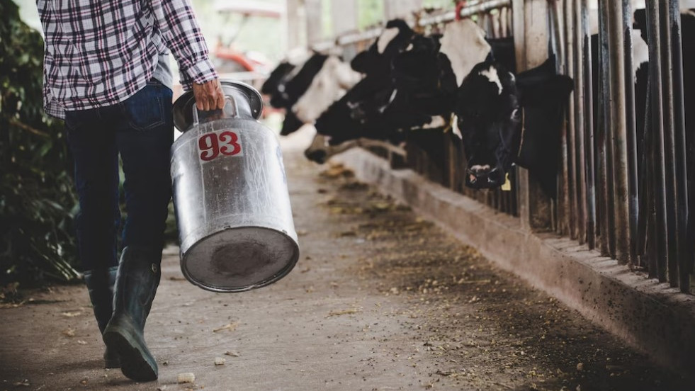 Производство молока на Кубани в I квартале 2023 года выросло на 9%