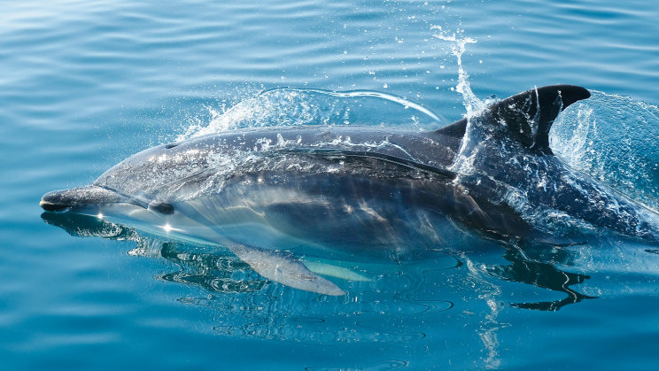 Специалисты ФГБУ «Краснодарская МВЛ» установили причину гибели дельфина