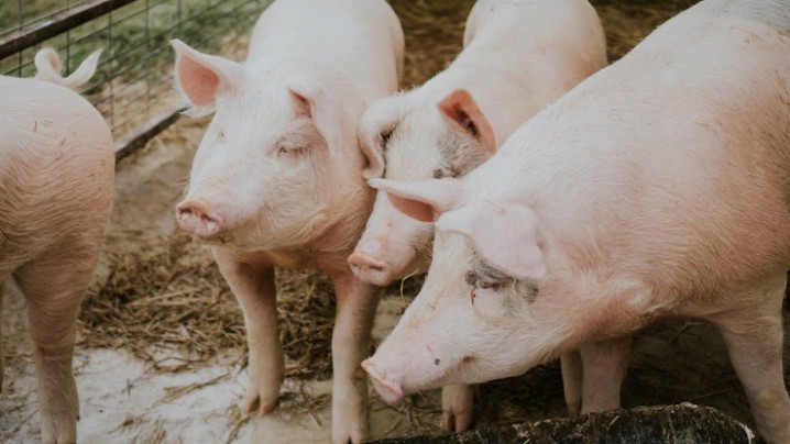 В Ейском районе отменили карантин по африканской чуме свиней