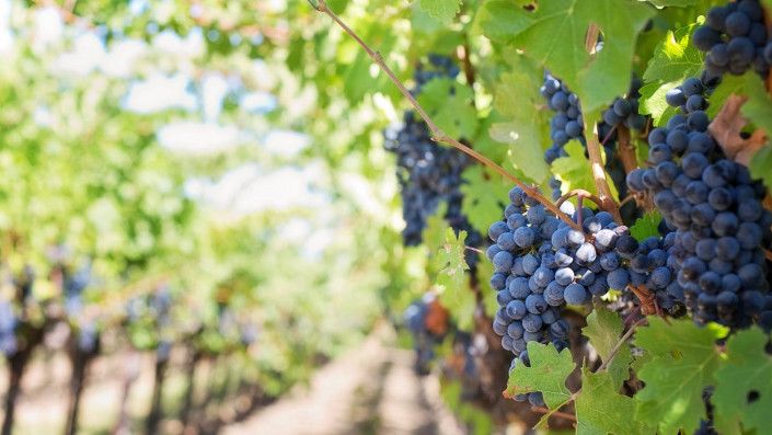 На Кубани с начала 2021 года заложили 400 га новых виноградников
