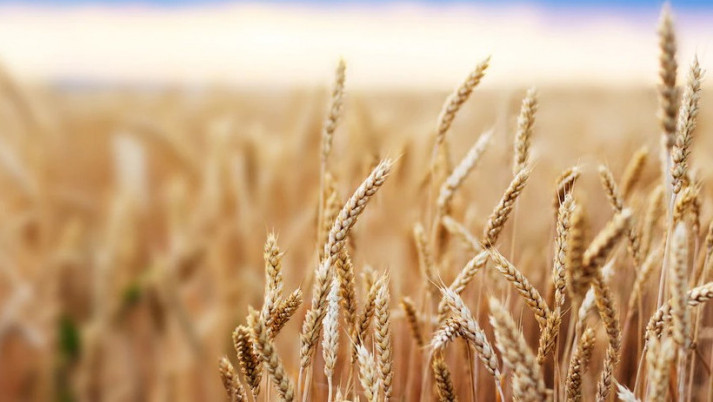 Власти Кубани в 2022 году прогнозируют падение экспорта зерновых на 40%