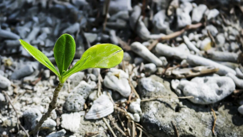 Утилизация и экопросвещение: как бизнес и НКО Кубани заботятся об окружающей среде