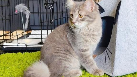 Зоогостиница по соцконтракту: как господдержка помогла жительнице Краснодара открыть отель для кошек