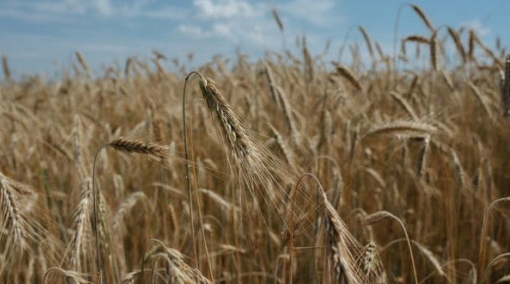 Власти Кубани рассчитывают, что непогода не скажется на объеме урожая зерна в 2023 году