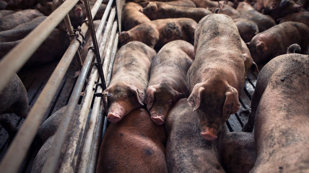 В Ейском районе ввели карантин из-за африканской чумы свиней