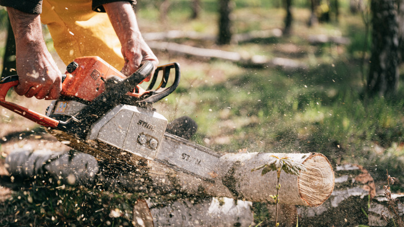 Жителей Туапсе будут судить за незаконную рубку леса на 3 млн рублей