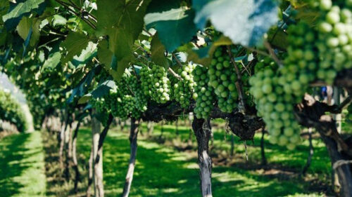 В проект по строительству винодельни в Анапе вложат 1 млрд рублей