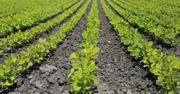 На Кубани в 2022 году на поддержку растениеводства направят 4,3 млрд рублей