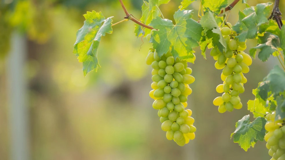 Урожай винограда на Кубани в 2022 году ожидают на уровне 225 тыс. тонн