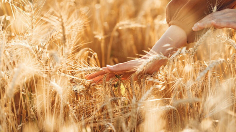 АФК «Система» намерена развивать программу стажировок в АПК на Юге России