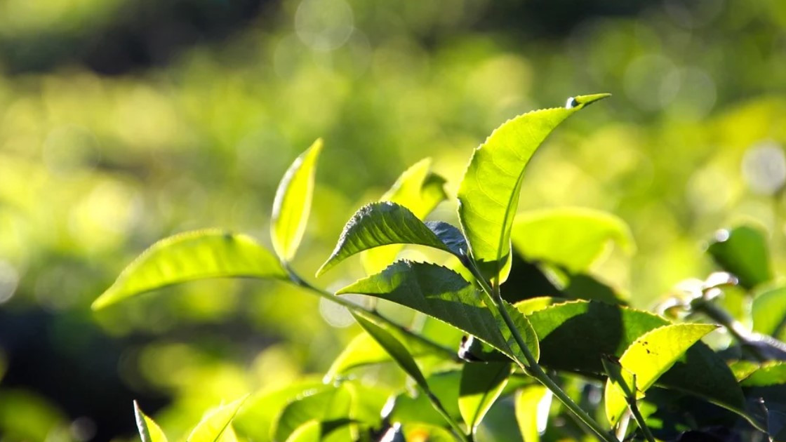 Урожай чая в Краснодарском крае в 2021 году вырос на 11%