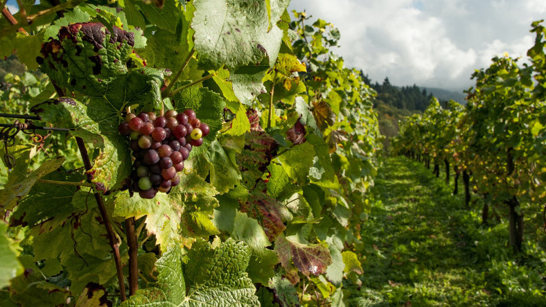 Кубань получит дополнительные средства на стимулирование виноградарства и виноделия