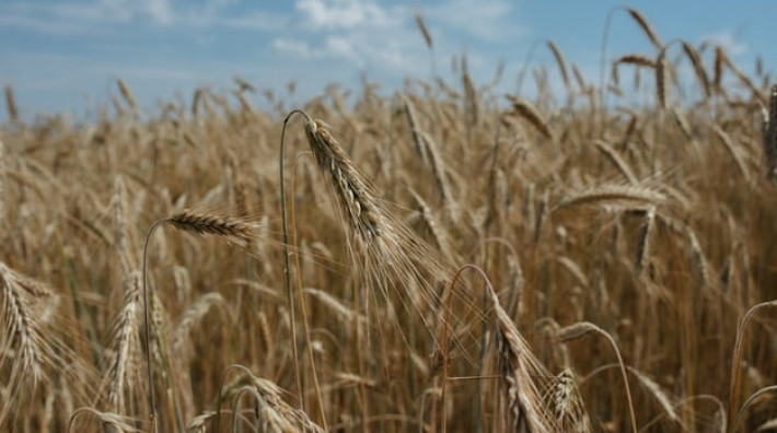 На Кубани в 2022 году собрали рекордные 12,4 млн тонн зерна