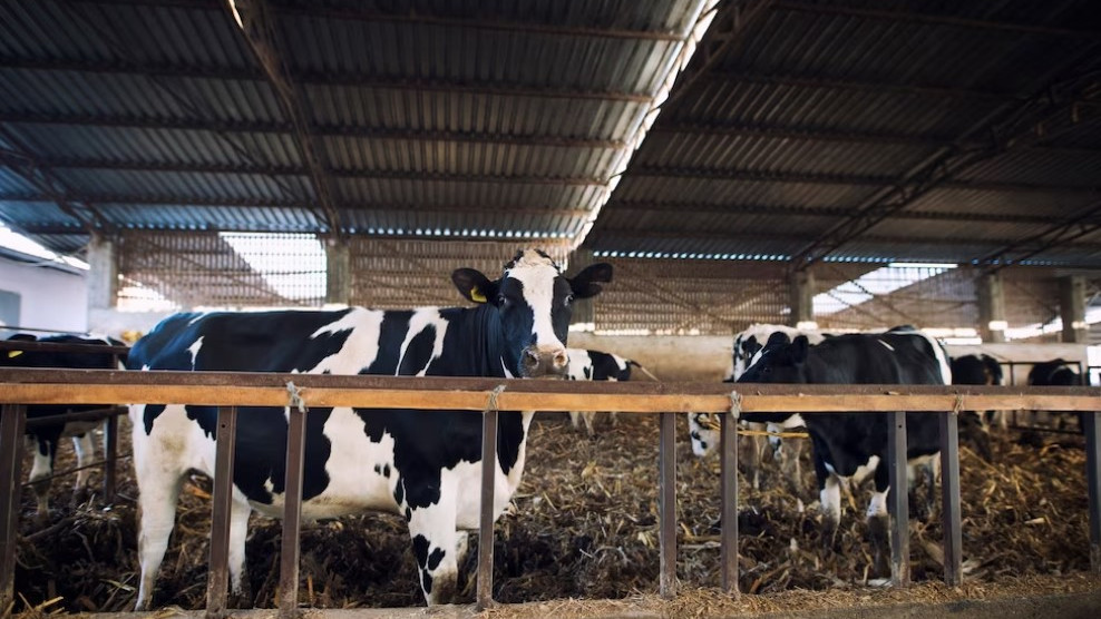 На Кубани запустили программу геномной селекции коров