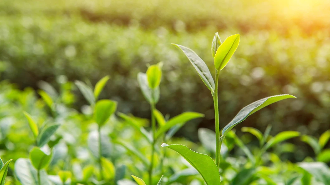 Чайные компании Сочи обжалуют решение суда об истребовании 538 га земли
