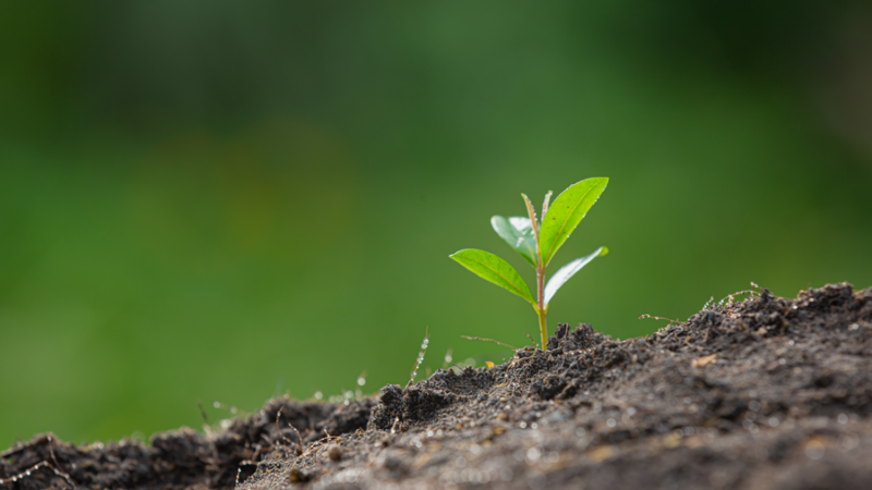 Главгосэкспертиза одобрила проект рекультивации полигона ТБО в Белореченском районе Кубани