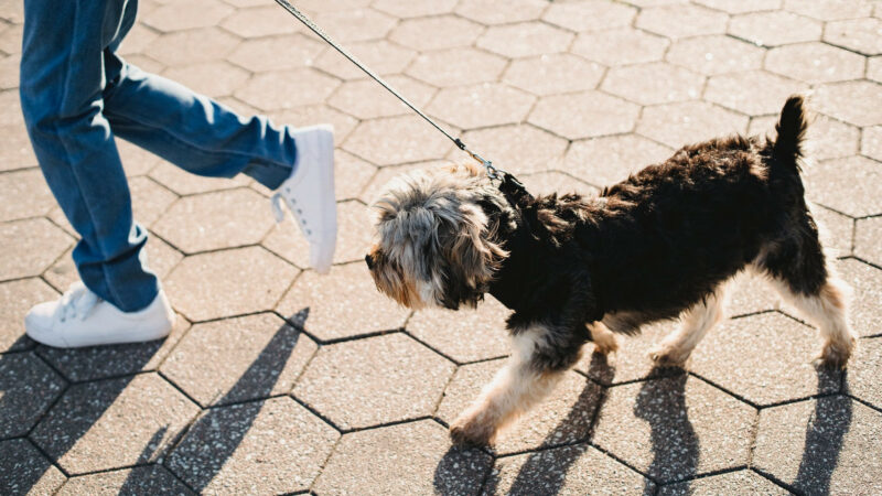 Друг человека: как в Краснодаре монетизируют любовь к собакам