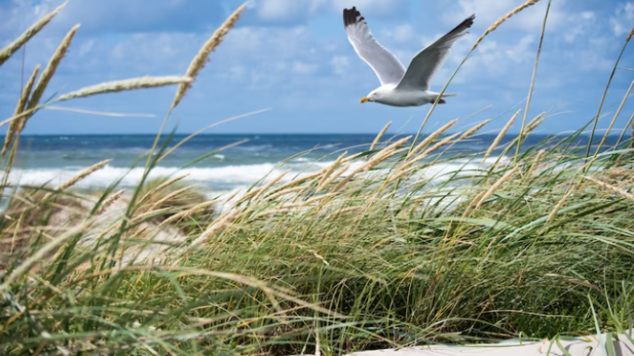 На Кубани создали природный парк «Азовские косы» площадью почти 6 тыс. га