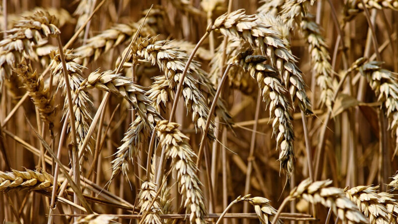 На погоду не надеются: почему на Кубани растет спрос на агрострахование