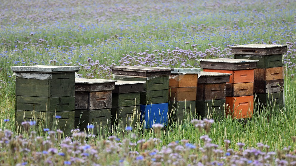 На развитие бизнеса: как кубанские пчеловоды расширили пасеку за счет льготного займа