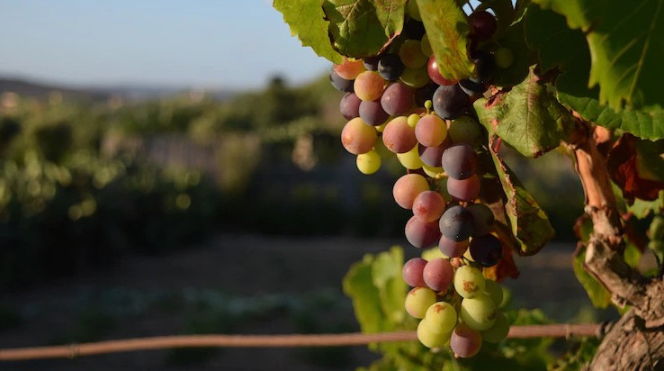 На Кубани производство саженцев винограда в 2023 году вырастет на 23%