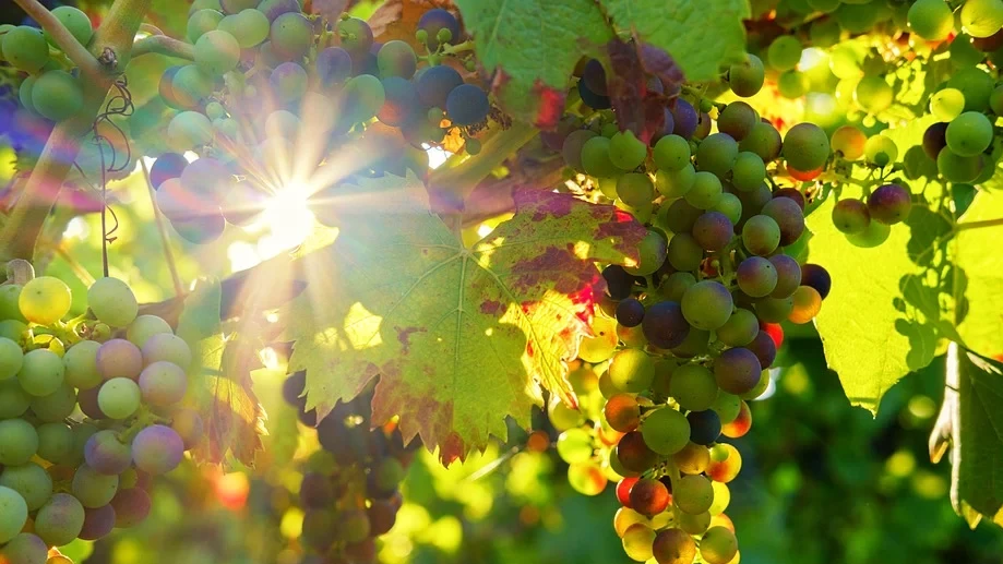 Винодельня под Геленджиком «Усадьба «Марьина Роща» нашла новых инвесторов