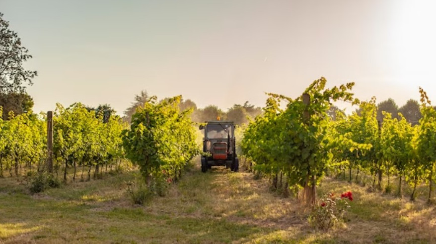 На Кубани запустят производство виноградных тракторов
